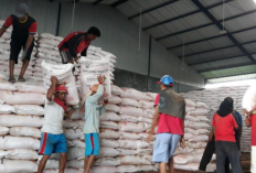 Apa Saja Jenis-Jenis Pupuk Bersubsidi Sesuai Ketetapan Pemerintah? Calon Agen Usaha Mesti Tau!