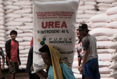 Kapan Pupuk Subsidi Keluar Tahun 2023? Cek Disini Sekarang Juga Siapa Tahu Butuh!