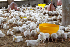 Harga Obat Penambah Nafsu Makan Ayam Terbaru 2023, Bisa Buat Ayam Jadi Makin Sehat