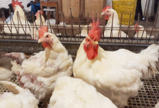 Gejala dan Cara Mengobati Ayam Cacingan Paling Ampuh dan Praktis