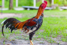 Rekomendasi Desain Kandang Ayam Bangkok Umbarang Terbaik, Gampang Buatnya dan Ekonomis Harganya