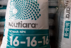 Harga Pupuk NPK Mutiara 50 Kg Tahun 2023 Terupdate, Bikin Tanaman Tumbuh Subur Bye Bye Hama 