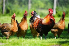 Wajib Tahu! Ketahui Perbedaan Ayam Kampung dan Ayam Negeri, Jangan Sampai Salah Beli