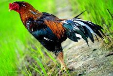 Mengenal Warna Ayam Bangkok yang Ditakuti Lawan, Coraknya Bikin Nyali Langsung Menciut