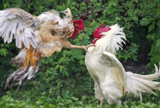 Harga Ayam Bangkok Pertarung Sadis Terbaru 2023, Si Jagoan Istimewa yang Urung Kalah
