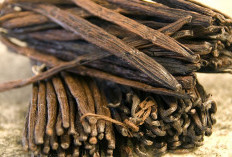 Cara Menanam Vanili Agar Cepat Berbuah, Jadi Peluang Bisnis Dengan Pangsa Pasar Besar yang Belum Banyak Saingan 