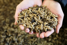 Cara Membuat Maggot dari Dedak, Siapkan Bahan Bahan Berikut Ini ya!