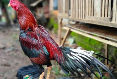 Ayam Bangkok Ekor Lidi: Asal Usul dan Karakteristiknya, Jadi Ayam Petarung Banyak Diminati