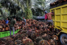Update Harga TBS Sawit Indonesia 3-9 Januari 2024, Wow! Turun Tipis Banget di Beberapa Wilayah Tertentu