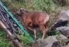 Viral Video Sapi Dibawa Mendaki ke Gunung Rinjani Jalur Torean, Balai TNGR Tegaskan Langgar SOP