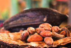 Harga Kakao Hari Ini Per Kg Terbaru 2024, Meroket Tajam! Ternyata Ini Dia Alasannya