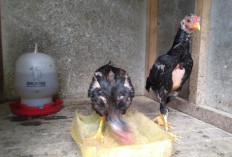 Ayam Bangkok Umur 2 Bulan yang Bagus Dengan Ciri-Ciri Lengkapnya
