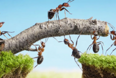 Fakta Unik Semut Sebagai Serangga Paling Solid, Salah Satunya Dijadikan Filosofi Orang Tiongkok!