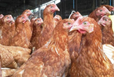 Mengenal Penyakit Ayam Berak Kapur dan Cara Pengobatan Paling Jitunya