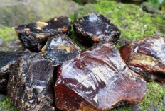 Sakti! Manfaat Getah Katilayu yang Wajib Kamu Tau, Bisa Jadi Jimat Penglaris dan Pemikat Lawan Jenis?