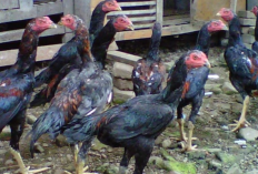 Cara Merawat Ayam Bangkok Umur 3 Bulan, Dijamin Tumbuh Sehat dan Siap Untuk Diadu!