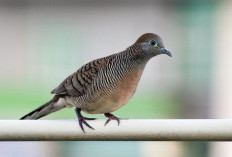 Burung Perkutut Kantong Semar, Filosofi dari Tokoh Pewayangan Pembawa Keberuntungan