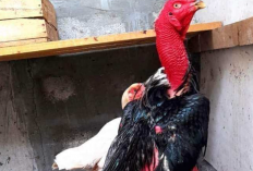 Harga Ayam Ganoi Terbaru 2023, Miliki Ciri Khas Unik dan Gesit Saat Diadu