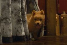 Sinopsis Film Hachiko (2023), Kisah Sedih Seekor Anjing yang Ditinggal Pergi Pemiliknya