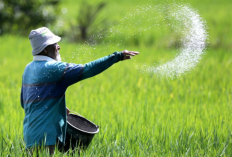 Cara Mendapatkan Pupuk Subsidi Pemerintah Terbaru 2023, Bantuan Untuk Permudah Petani Indonesia