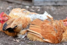 Rekomendasi Obat Alami Untuk Ayam Ngorok dan Pilek Paling Ampuh, Gak Perlu Lagi Keluarin Duit Banyak