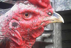 Cara Mengobati Korep Ayam Aduan Paling Ampuh, Bahan Obat Mudah Ditemukan dan Murah
