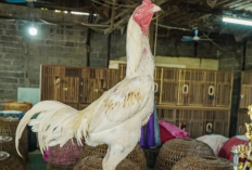 Ayam Koyngon Jenis Apakah yang Paling Banyak Dicari? Ternyata Sering Menang Saat Diadu