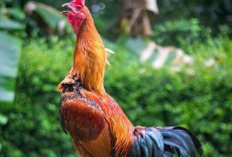 7 Vitamin Ayam Bangkok Terbaik 2023 Supaya Ganas dan Gesit, Bisa Dibeli di Apotek