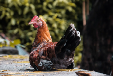 Cara Mengobati Ayam Cacingan dengan Bawang Putih Paling Mudah, Murah, dan Ampuh