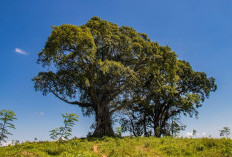 Cara Membunuh Pohon Besar Pakai Garam Tak Perlu Menebang, Langsung Mati Dengan Cepat 