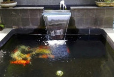 Cara Membersihkan Kolam Ikan Tanpa Filter, Cocok Untuk yang Mau Hemat Listrik dan Biaya
