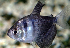 Perawatan Ikan Black Tetra dalam Akuarium, Mulai Suhu Air hingga Pemberian Pakan