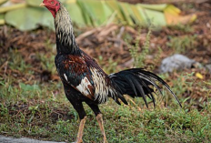 Perbedaan Ayam Siam dan Ayam Ekor Lidi, Manakah yang Jadi Favorit Pecinta Sabung Ayam?