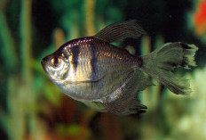 Mengenal Ikan Black Tetra dan Ciri - cirinya, Ikan Air Tawar dari Amerika Selatan