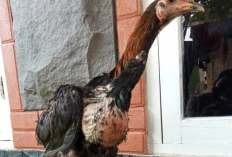 Rekomendasi Pakan Ayam Bangkok Umur 4 Bulan Agar Pertumbuhannya Makin Cepat dan Sehat