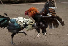 150 Nama Ayam yang Bikin Hoki, Keren dengan Makna Penuh Harapan