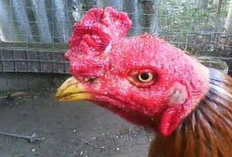 Tips dan Trik Mencegah Penyakit Kurap Atau Korep Pada Ayam Laga