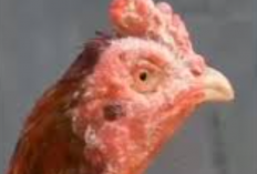 Daftar Obat Korep Ayam Bangkok Atau Aduan Paling Ampuh, Bisa Sembuh Hanya dalam 1 Minggu Aja