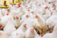 Cara Menghitung IP Ayam Broiler, Untuk Mengetahui Tingkat Keberhasilan Produksi