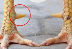 Cara Memilih Sisik Ayam yang Bagus dan Kuat, Kunci Jadi Petarung yang Tangguh dan Tak Terkalahkan!