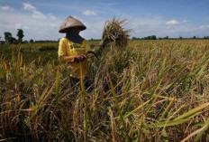 Mengklaim Food Estate Gunung Mas Berhasil! Pernyataan Gibran Disanggah oleh Walhi: Tak Sesuai dengan Fakta!