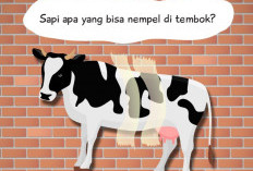 Sapi Sapi Apa yang Nempel di Dinding? Eits! Ternyata Ini Jawaban dari Tebakan Seru