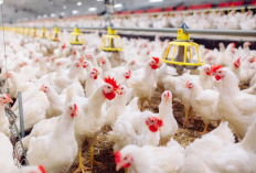 Cara Beternak Ayam Broiler Untuk Pemula, Unggul dalam Pertumbuhan Cepat dan Minim Pakan