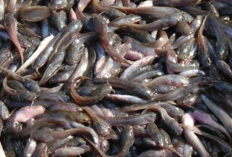 Cara Membuat Pakan Alternatif Ikan Lele dengan Batang Talas, Gampang Banget! Dijamin Aman di Kantong