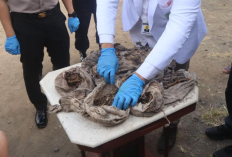 HEBOH! Ditemukan Puluhan ‘Pocong Bayi di Magelang, Polisi Tegaskan Berisi Kerangka Hewan
