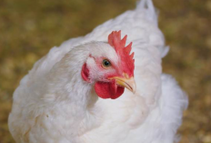 Perhitungan Modal Beternak Ayam Broiler Untuk Pemula, Dijamin Untung Banyak!