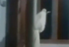 Viral Video Pocong Bawa Celurit di Bangkalan Madura Bikin Resah Warga, Pelaku Mengaku Cuma Prank dan Buat Konten Semata