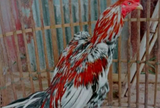 Ciri-Ciri Ayam Blorok Madu Asli, Jenis Ayam Aduan dengan Peforma Juara