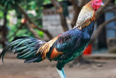 Daftar Obat Ayam Berak Kapur di Apotek Paling Mujarab Agar Ternak Sehat Selalu