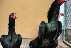 Harga Ayam Aseel Terbaru 2023, Si Gagah Berstamina Kuat yang Jago Saat Diadu